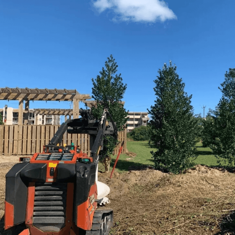 Trusted Tree Care Specialists in OBX, NC