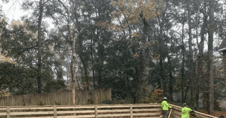Windswept live oak trees on the Outer Banks coast showing signs of salt spray pruning and flagging.