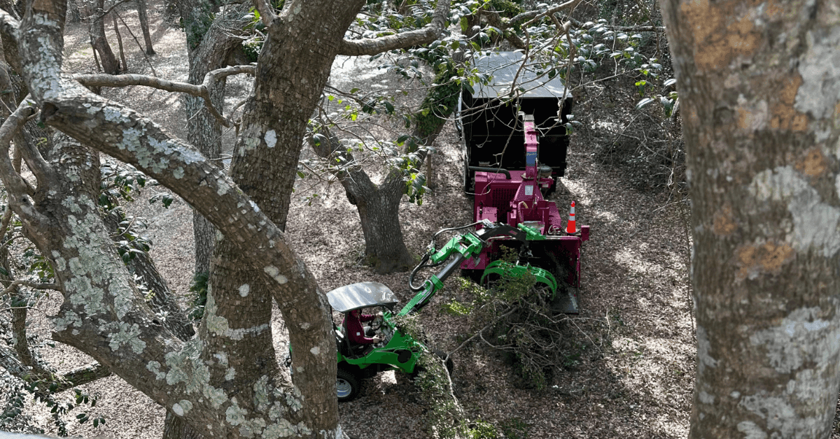 Safe, Professional Tree Removal Services in Coinjock