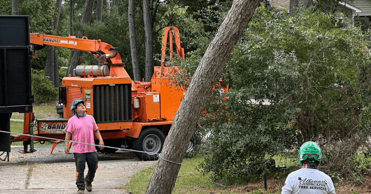 Certified arborist inspecting tree for storm damage in Kitty Hawk NC