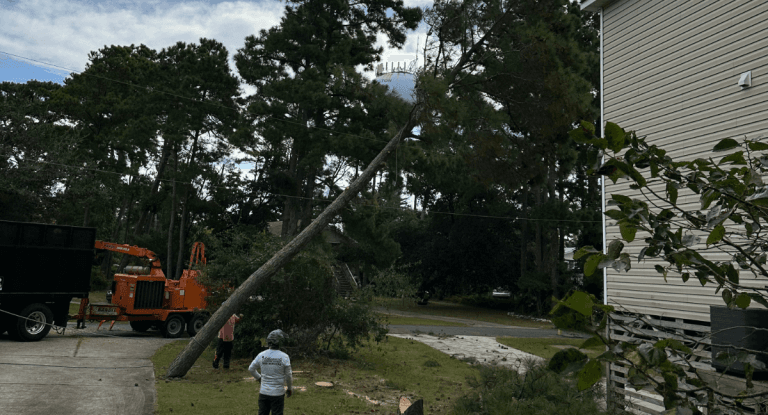Tree Service in Kill Devil Hills, NC