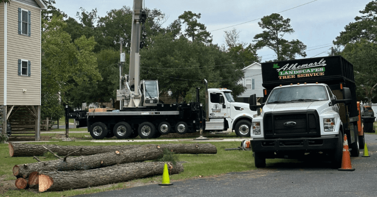 Emergency tree removal near me in the Outer Banks with arborist