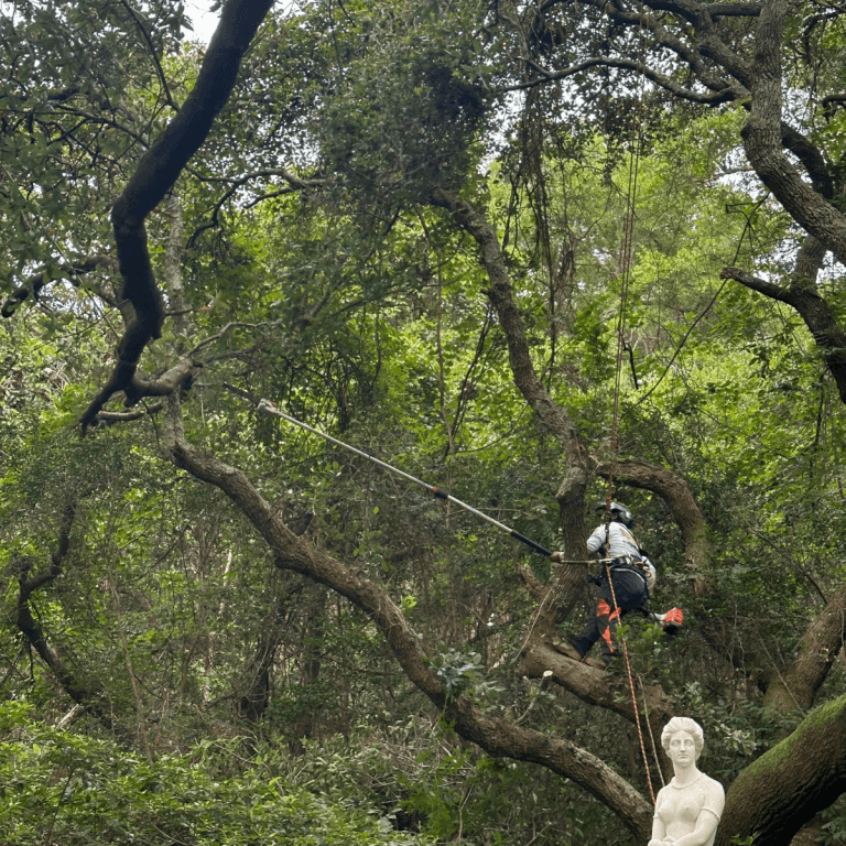 Emergency tree service clearing storm-damaged tree in Kitty Hawk NC