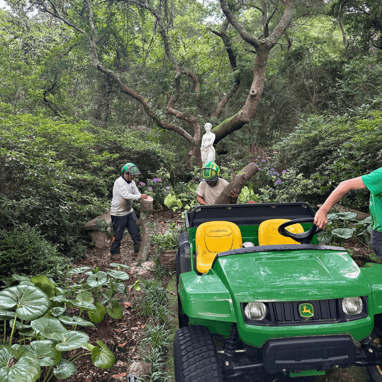 Crane-assisted hazardous tree removal near beach house in Outer Banks NC