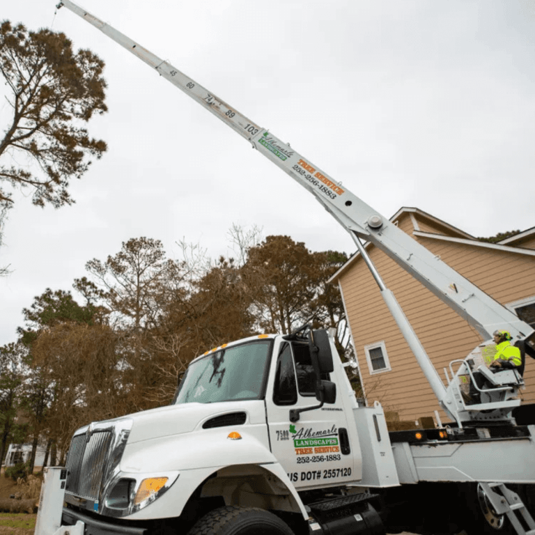 Albemarle crew pruning overgrown branches to improve ocean view