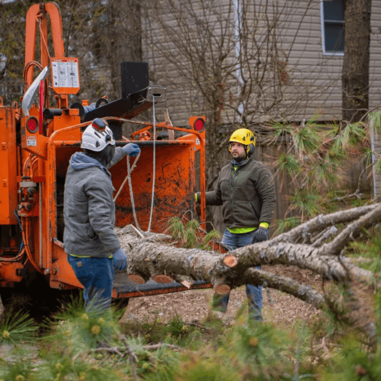 Tree Service OBX, NC