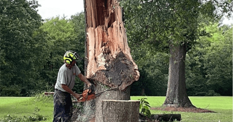 Professional Tree Removal in OBX, NC