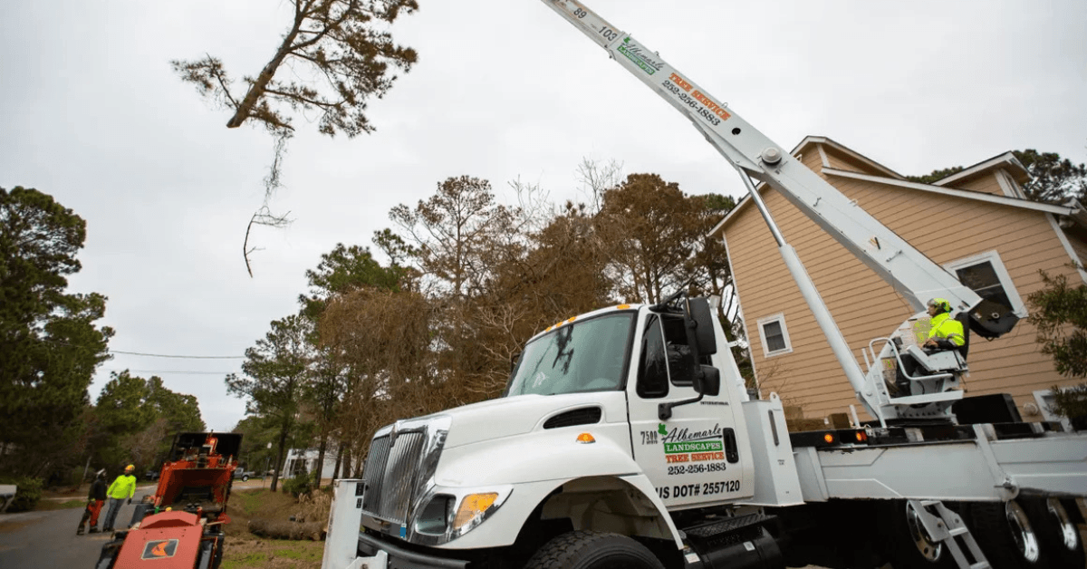 Tree Removal Services in the Outer Banks, NC