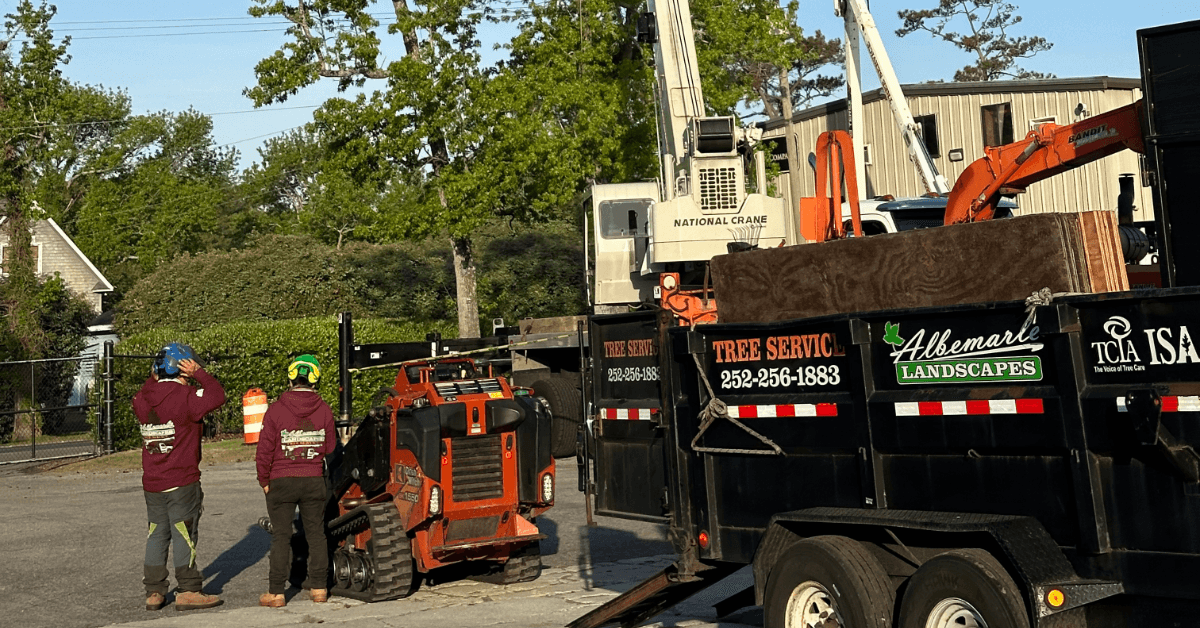 Tree Service in Kitty Hawk, NC