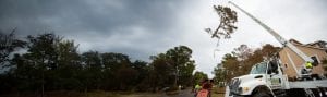 Albemarle Landscapes and Tree Services operating tree service company in the Outer Banks, North Carolina