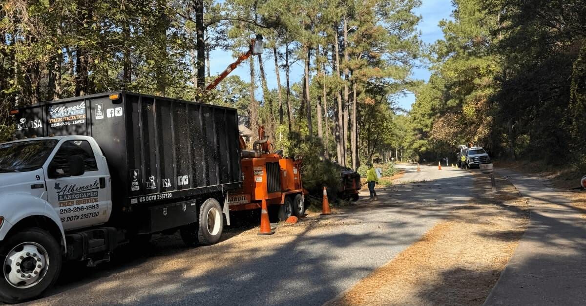 Tree Service in OBX NC by Albemarle Landscapes and Tree Service