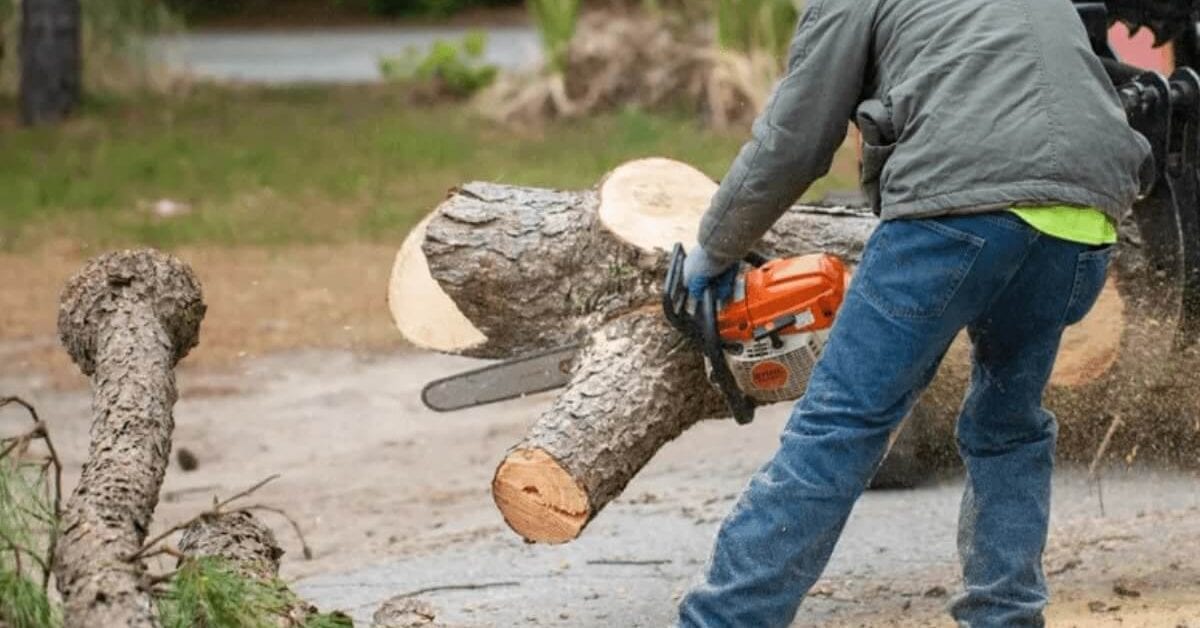 tree service in nags head, nc