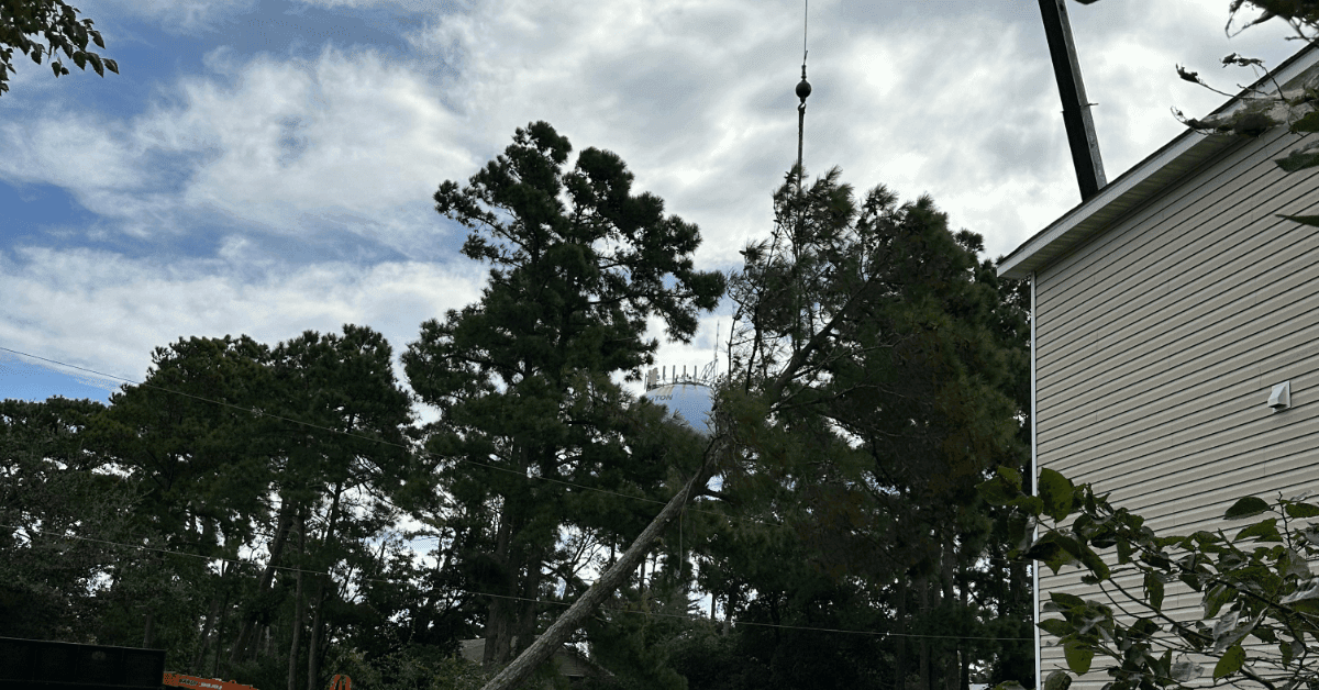 Fallen tree near a house after coastal storm