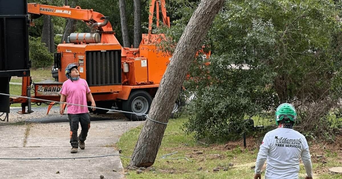 Tree Removal Kill Devil Hills, NC – Trusted Local Tree Pros