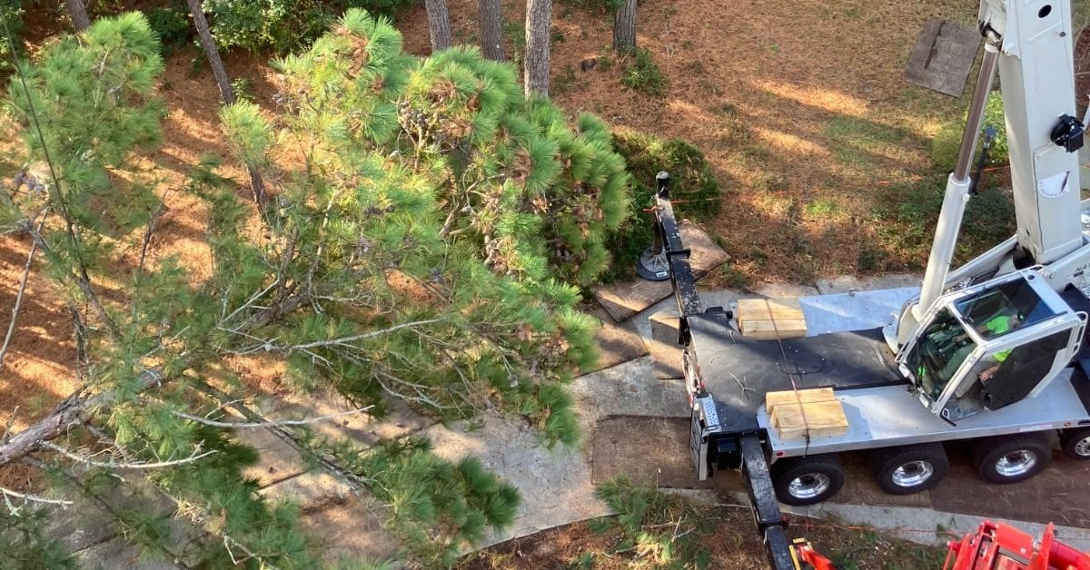 When Should You Cut Down a Tree?