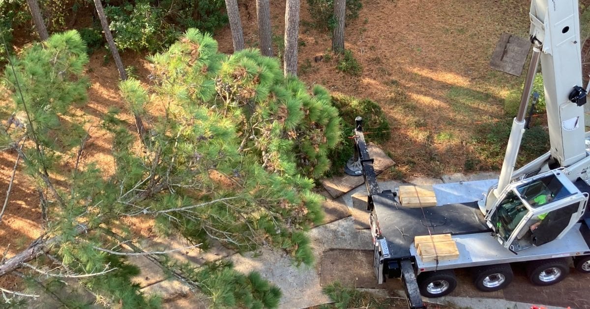 Winter Tree Maintenance