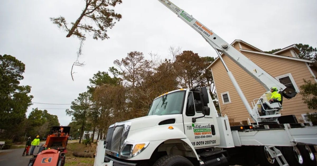 Fallen Trees in the Outer Banks, Removal and Cleanup