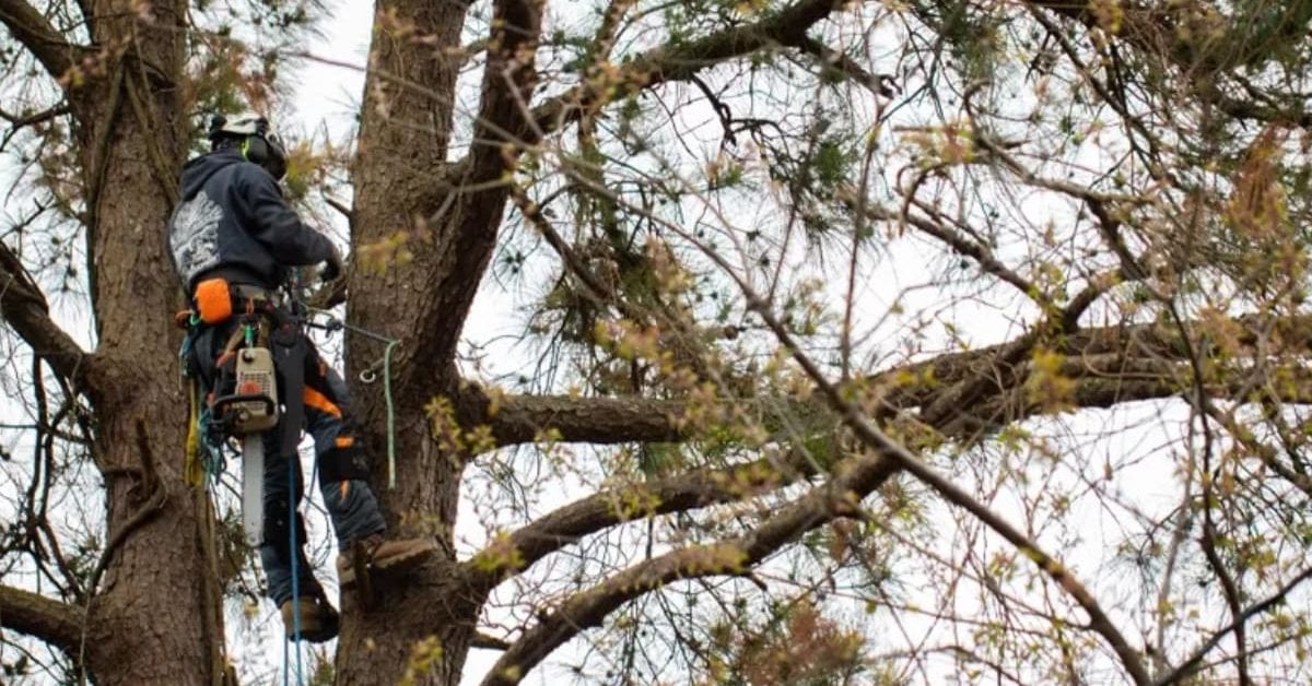 Tree Limb Removal in the OBX
