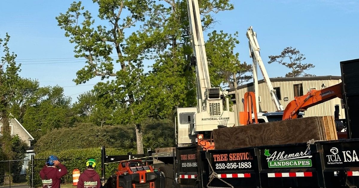 Tree Risk Assessment Experts in Kitty Hawk NC