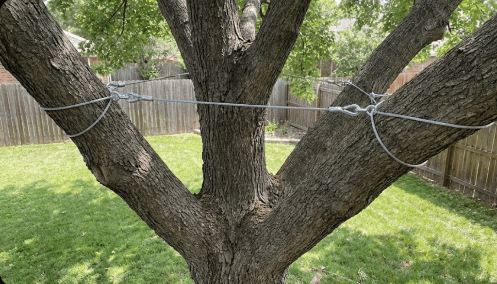  Steel cables installed between large tree limbs to prevent breakage and improve stability.
