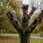 An improperly topped tree showing weak regrowth and decay damage