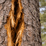 Close-up of a cracked pine trunk showing structural failure.