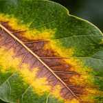 Close-up of a Live Oak leaf with yellow and brown veinal necrosis.