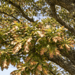 A tree with brown, crispy leaf edges from salt spray.