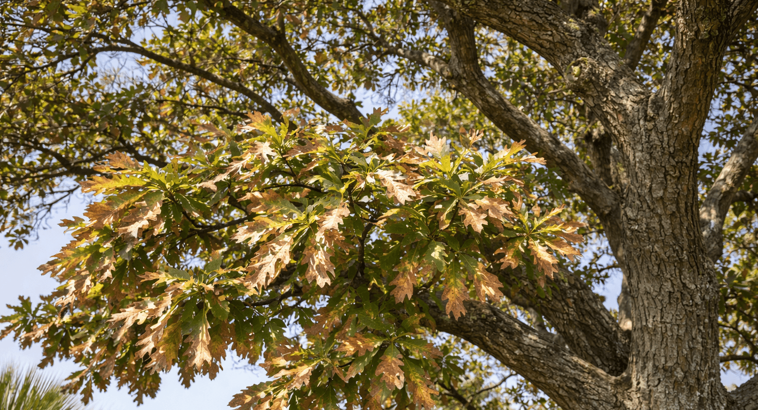 A tree with brown, crispy leaf edges from salt spray.