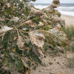 Salt spray damage on coastal tree leaves, Outer Banks, North Carolina