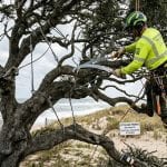Arborist pruning live oak tree in Kitty Hawk Outer Banks NC