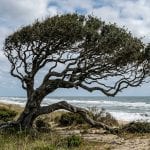 Mature Live Oak tree with wind-swept branches in Kitty Hawk, NC.