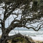 Mature Live Oak with structural cabling to withstand high coastal winds.