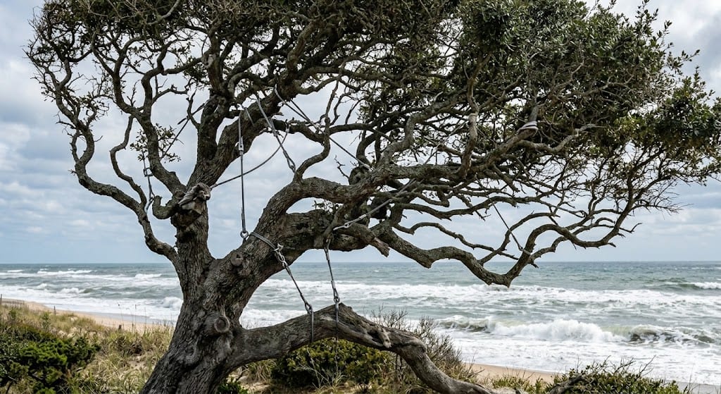 Mature Live Oak with structural cabling to withstand high coastal winds.