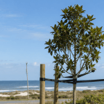 Newly planted salt-tolerant tree on an Outer Banks property secured for coastal wind protection in sandy soil'