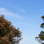 Outer Banks coastal tree showing brown salt scorch damage on wind-facing leaves compared with disease-related canopy decline