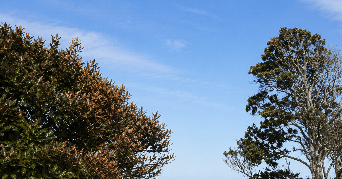 Outer Banks coastal tree showing brown salt scorch damage on wind-facing leaves compared with disease-related canopy decline