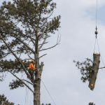Professional tree crew removing a large pine tree near a Kitty Hawk home using crane lifting and controlled rigging methods