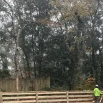 Windswept live oak trees on the Outer Banks coast showing signs of salt spray pruning and flagging.