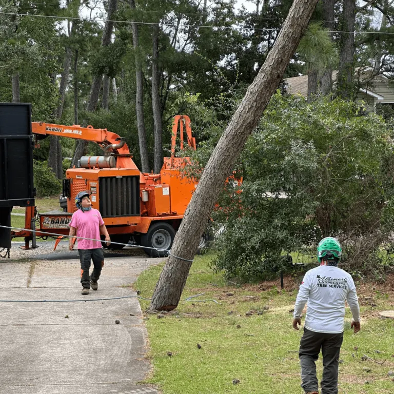 Certified arborist inspecting tree for storm damage in Kitty Hawk NC