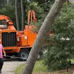 Certified arborist inspecting tree for storm damage in Kitty Hawk NC