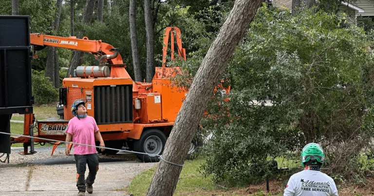 Certified arborist inspecting tree for storm damage in Kitty Hawk NC