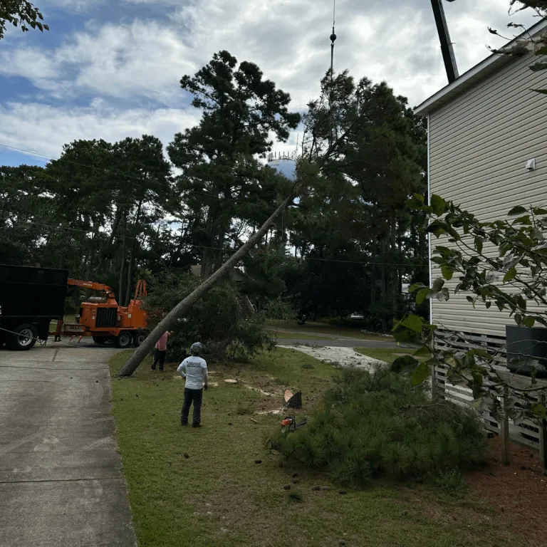 Tree Service in Kill Devil Hills, NC