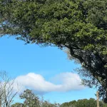 A fallen tree on a house after a storm, showing roof damage and debris in the yard.