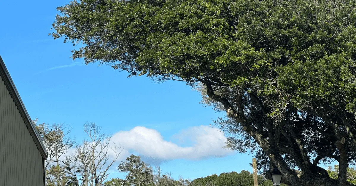 A fallen tree on a house after a storm, showing roof damage and debris in the yard.