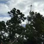 Fallen tree near a house after coastal storm