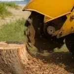 Stump Grinding Near Me in the Outer Banks – Professional Removal Guide