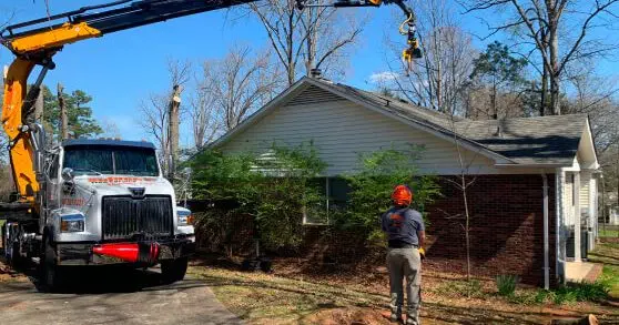 certified tree service professional working in Manteo, NC