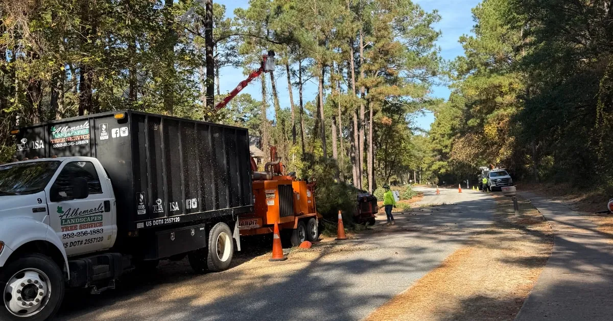 allen tree on a home after a storm in the Outer Banks