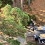 Winter Tree Maintenance